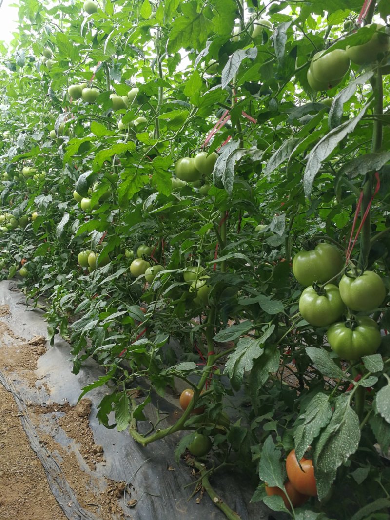 西红柿苗抗死棵抗病毒大果精品果产量高