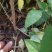 [热销]药用连翘小苗，1-3年生连翘树，杯苗连翘苗