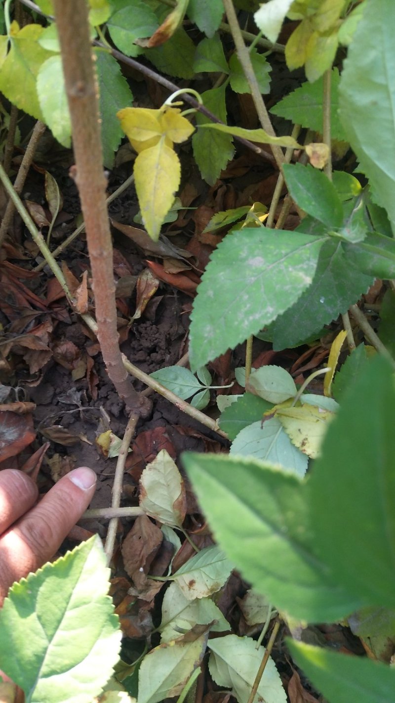 [热销]药用连翘小苗，1-3年生连翘树，杯苗连翘苗