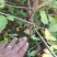 [热销]药用连翘小苗，1-3年生连翘树，杯苗连翘苗