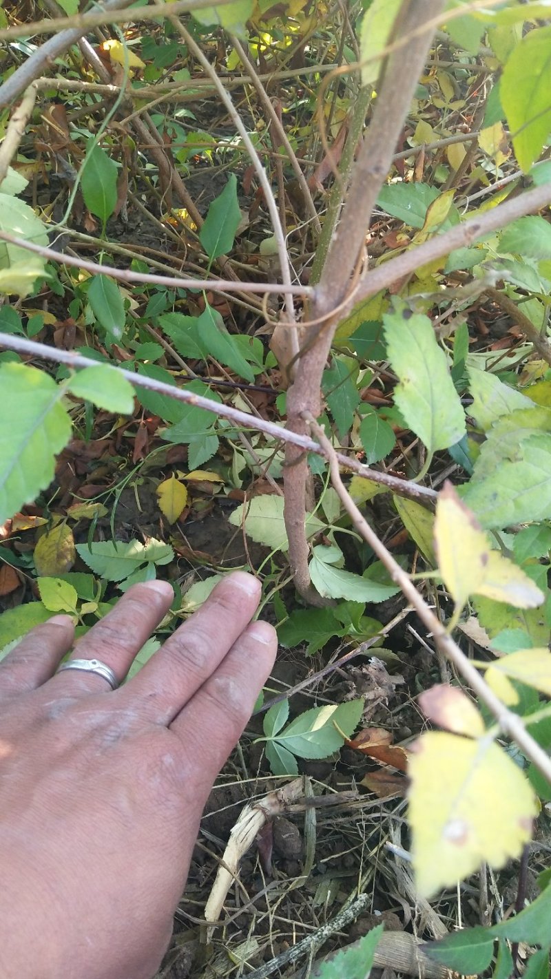 [热销]药用连翘小苗，1-3年生连翘树，杯苗连翘苗