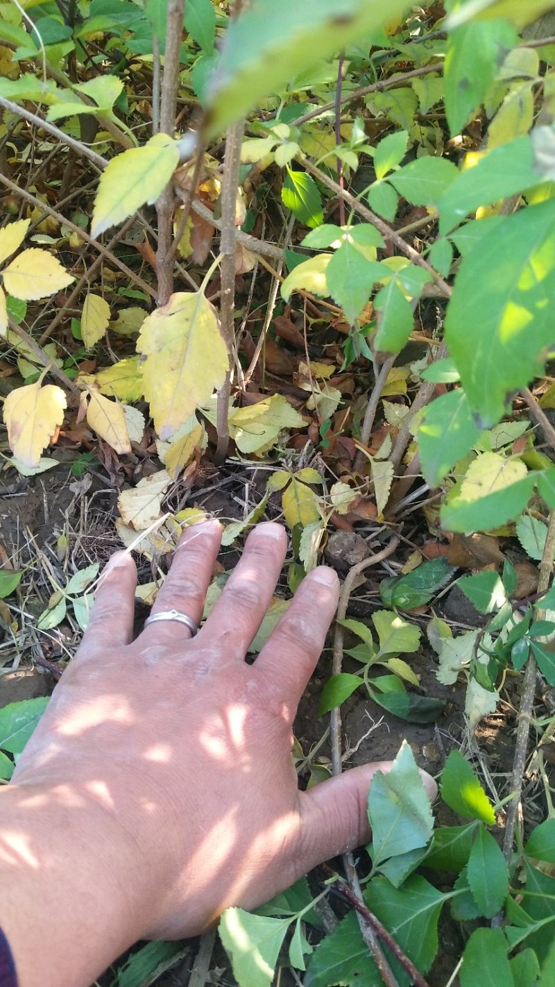 [热销]药用连翘小苗，1-3年生连翘树，杯苗连翘苗