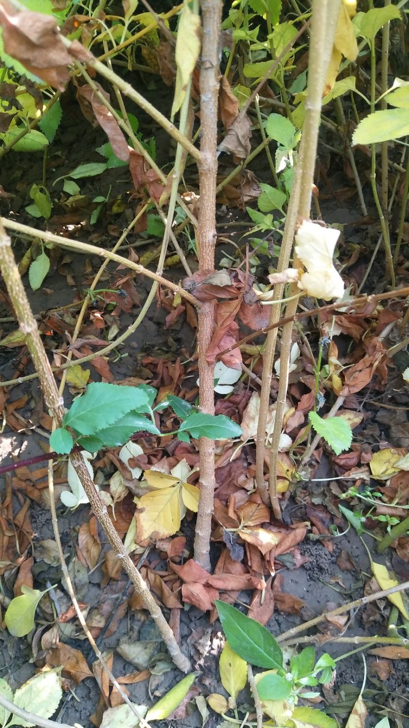 [热销]药用连翘小苗，1-3年生连翘树，杯苗连翘苗