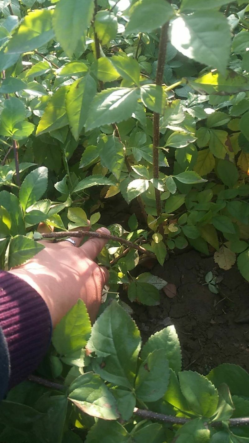 [热销]药用连翘小苗，1-3年生连翘树，杯苗连翘苗