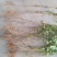 [热销]药用连翘小苗，1-3年生连翘树，杯苗连翘苗