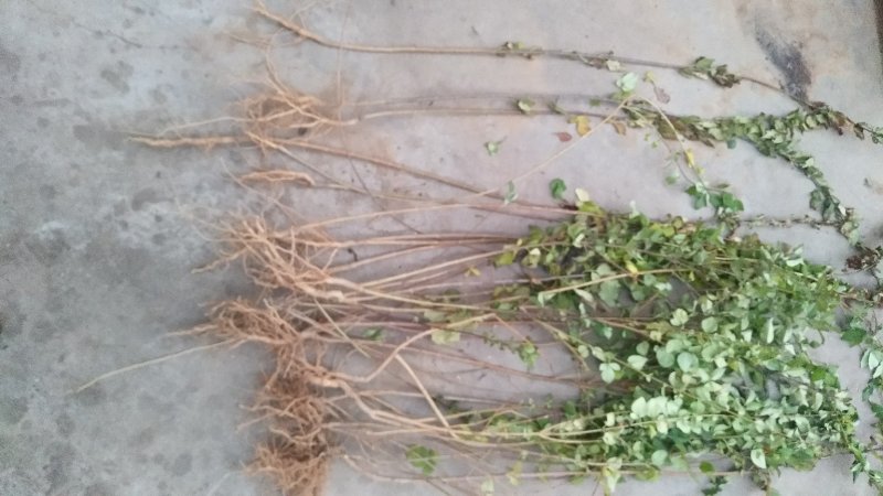[热销]药用连翘小苗，1-3年生连翘树，杯苗连翘苗