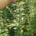[热销]药用连翘小苗，1-3年生连翘树，杯苗连翘苗