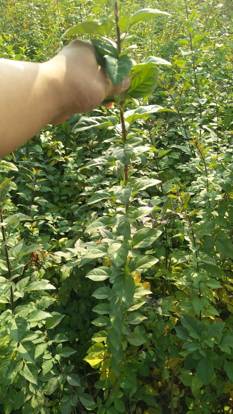 [热销]药用连翘小苗，1-3年生连翘树，杯苗连翘苗