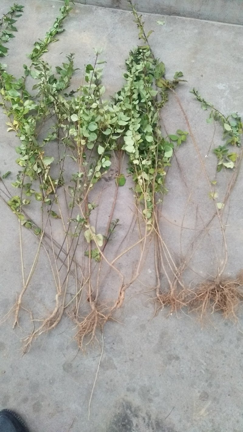 [热销]药用连翘小苗，1-3年生连翘树，杯苗连翘苗