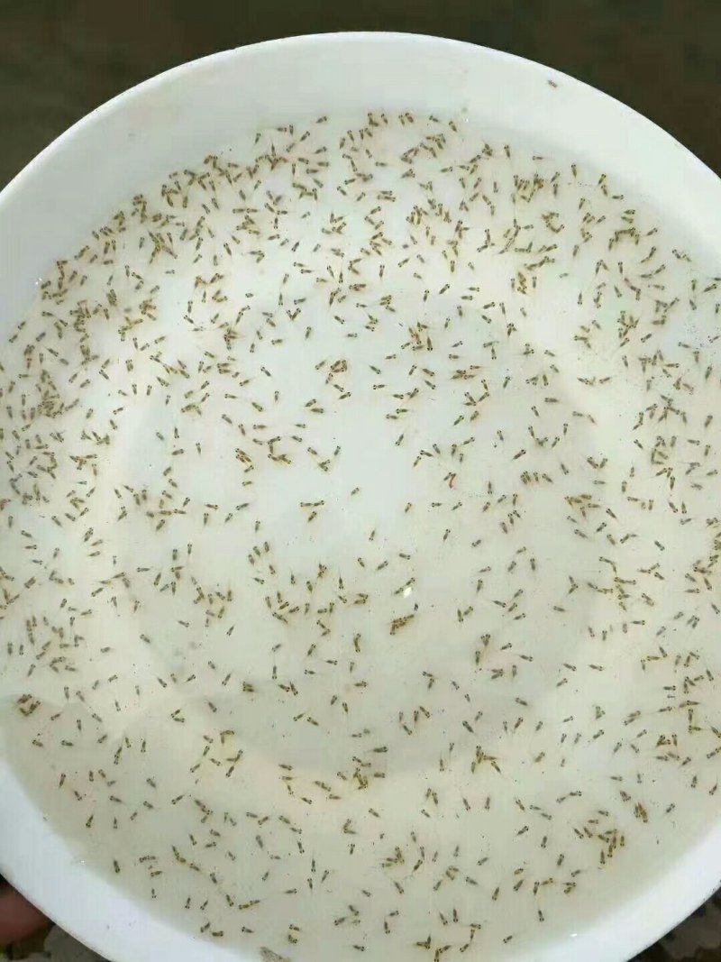 大小规格鲈鱼苗√加洲鲈鱼苗批发基地√🌟供应广东鱼苗