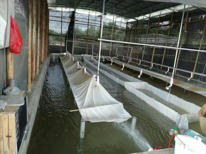 大小规格鲈鱼苗√加洲鲈鱼苗批发基地√🌟供应广东鱼苗
