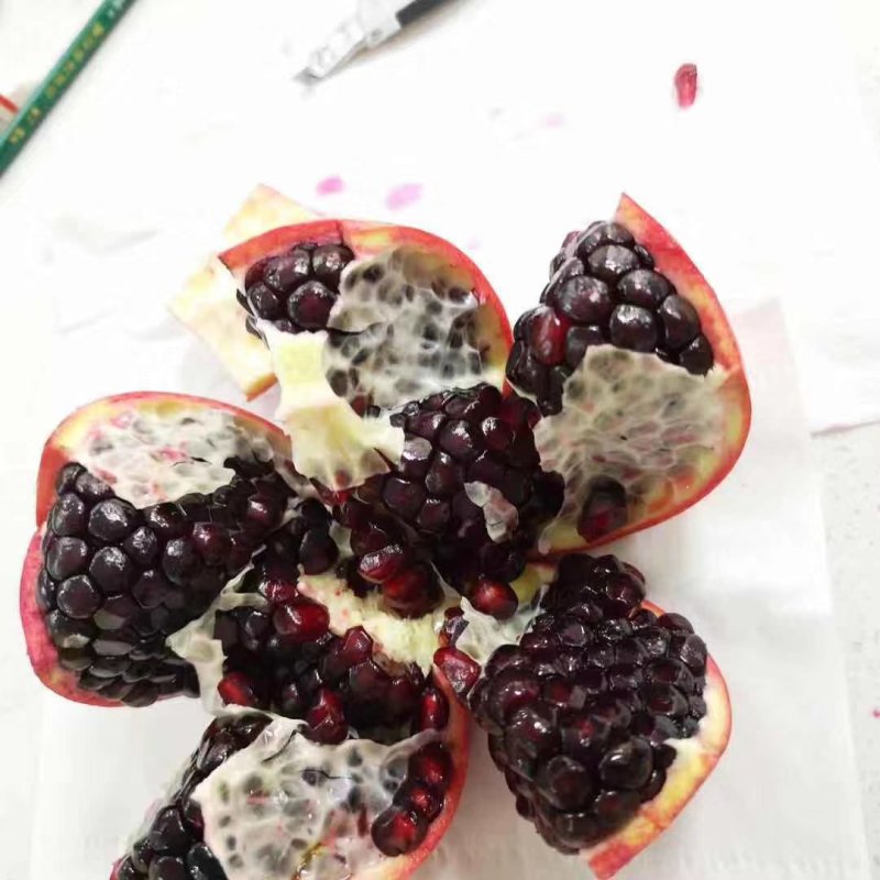 黑宝石石榴树苗