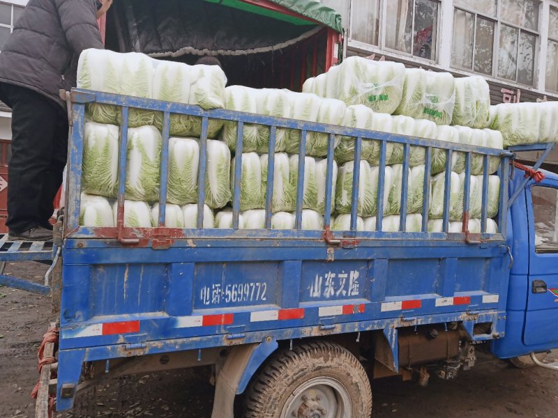 滕州大白菜基地市场酸菜厂货源充足质量保证商超对接