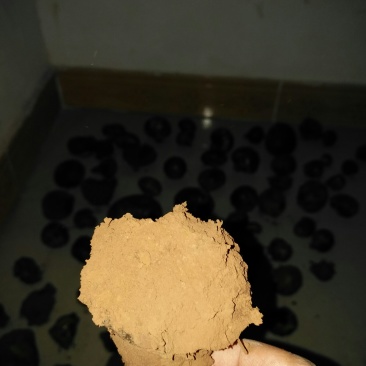 马勃