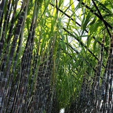 北京本地甘蔗大量上市中