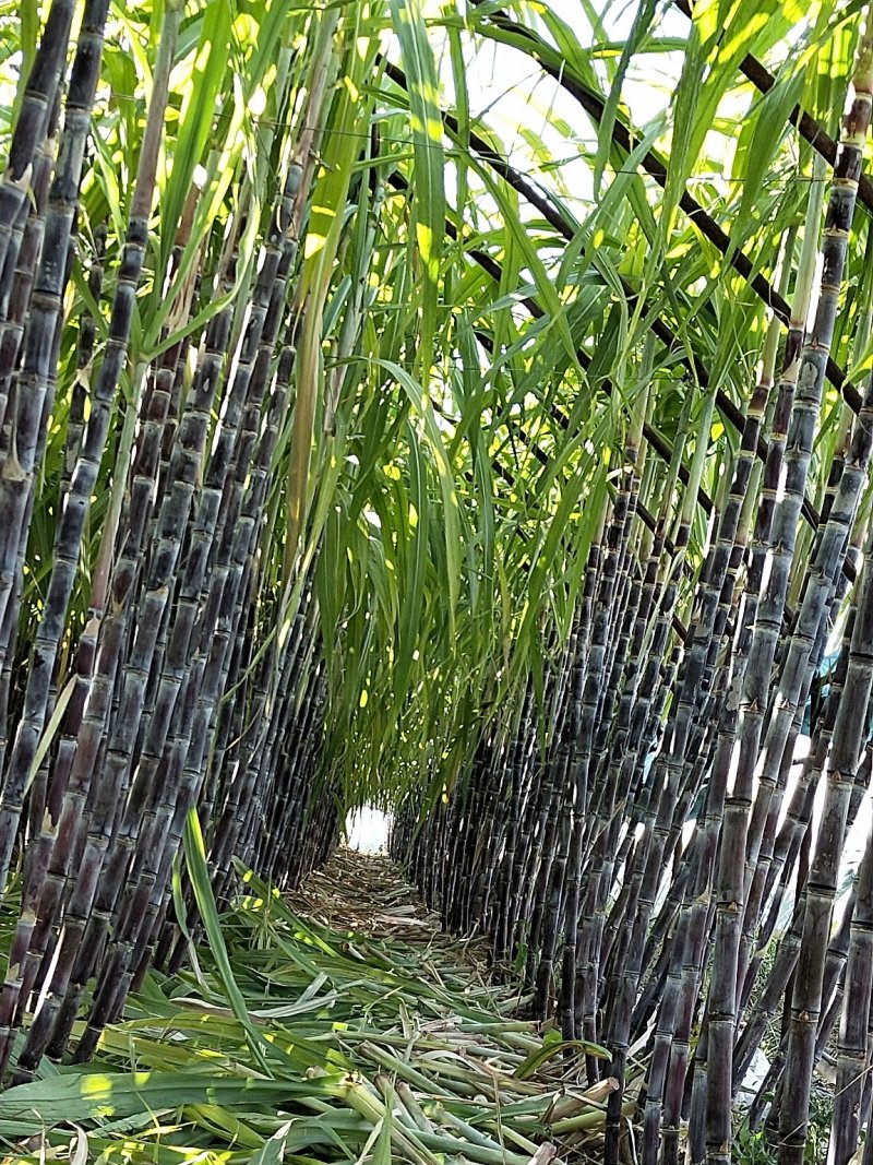 北京本地甘蔗大量上市中