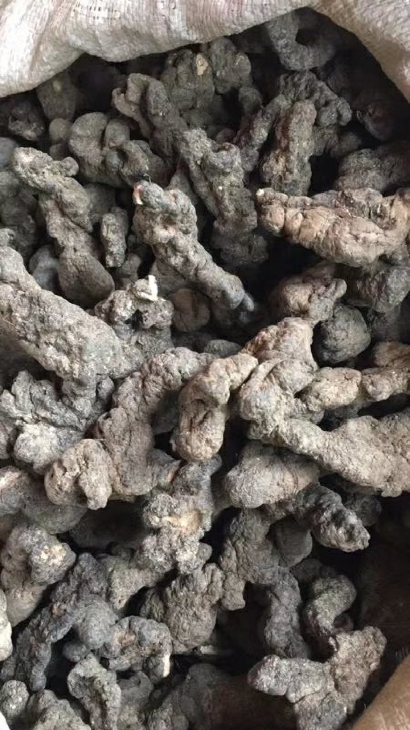 【产地热销】大统货猪苓，优质猪苓秦岭高山原生态栽培。