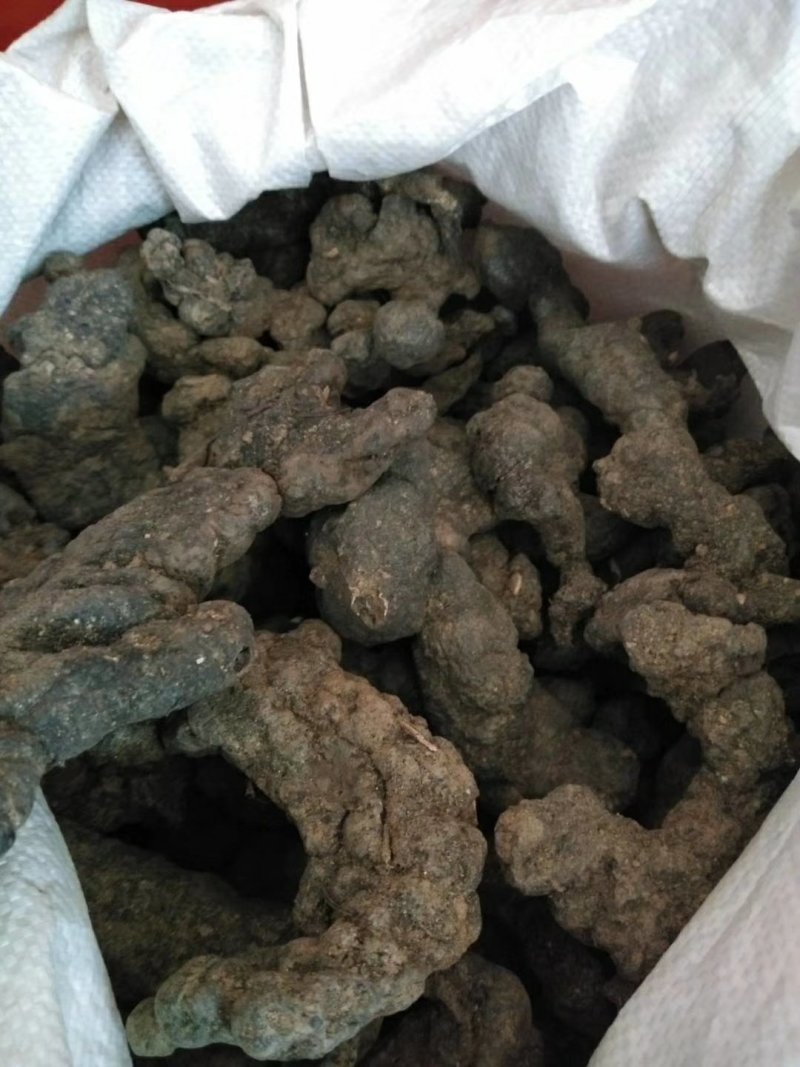 【产地热销】大统货猪苓，优质猪苓秦岭高山原生态栽培。