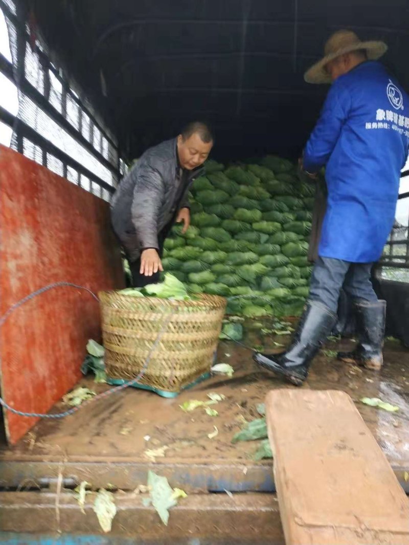 圆包菜，儿菜，大量提供