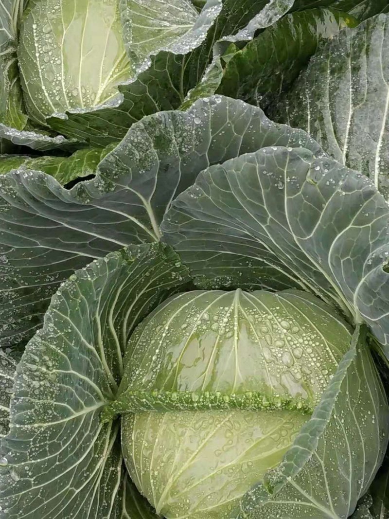圆包菜，儿菜，大量提供