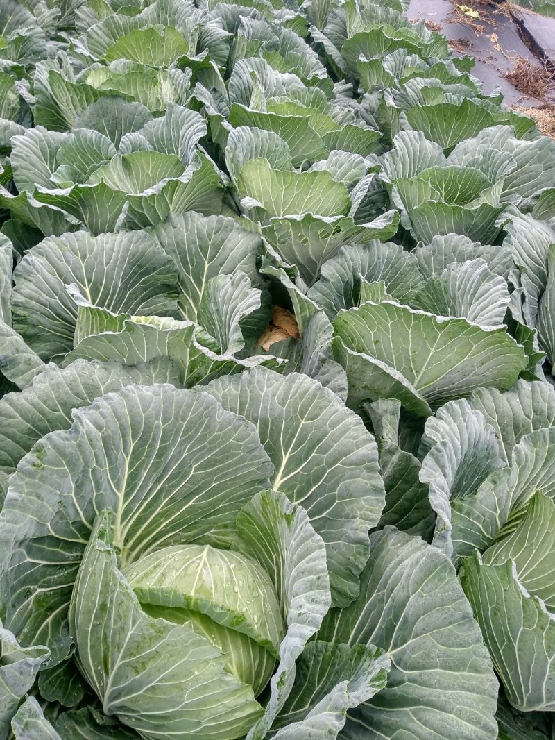 圆包菜，儿菜，大量提供