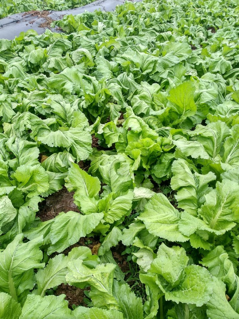 圆包菜，儿菜，大量提供