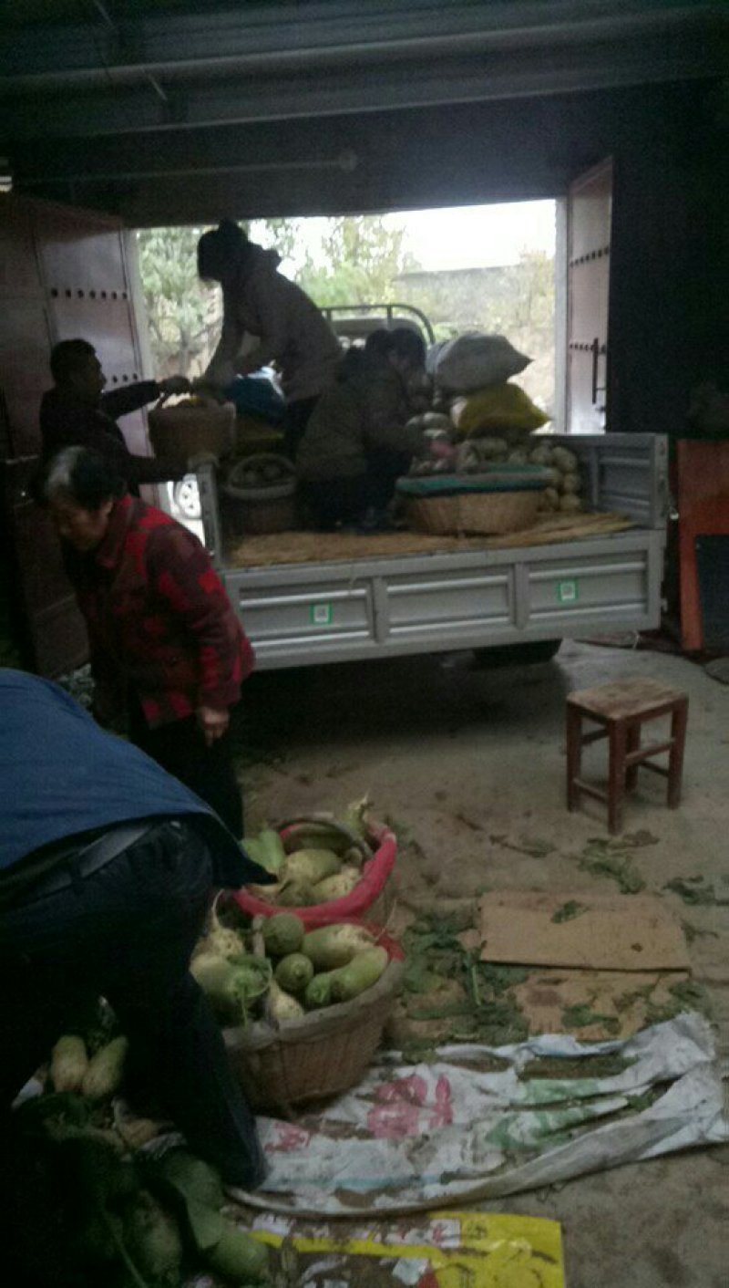 大白菜，大量现货供应，有大棚与地膜盖两种，