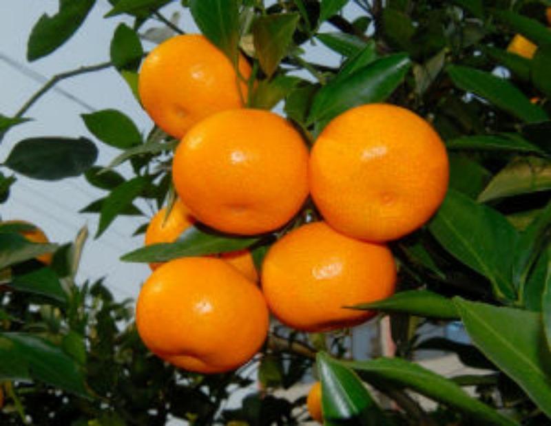 湘西椪柑橘蜜桔十斤包邮
