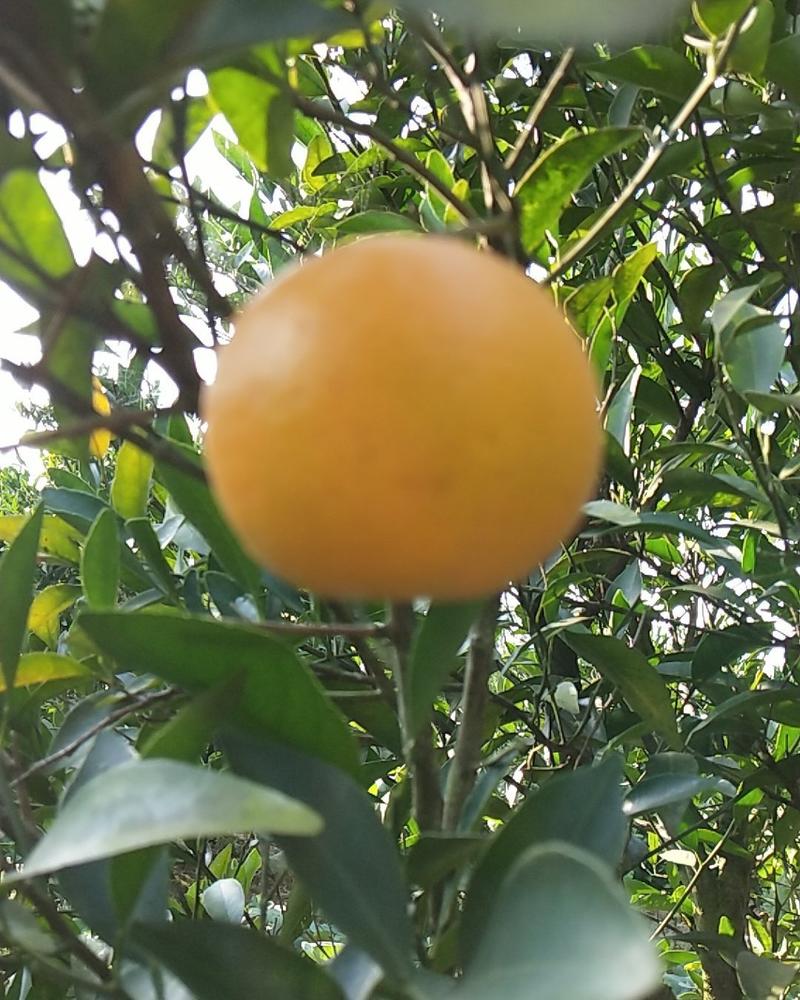 湘西椪柑橘蜜桔十斤包邮
