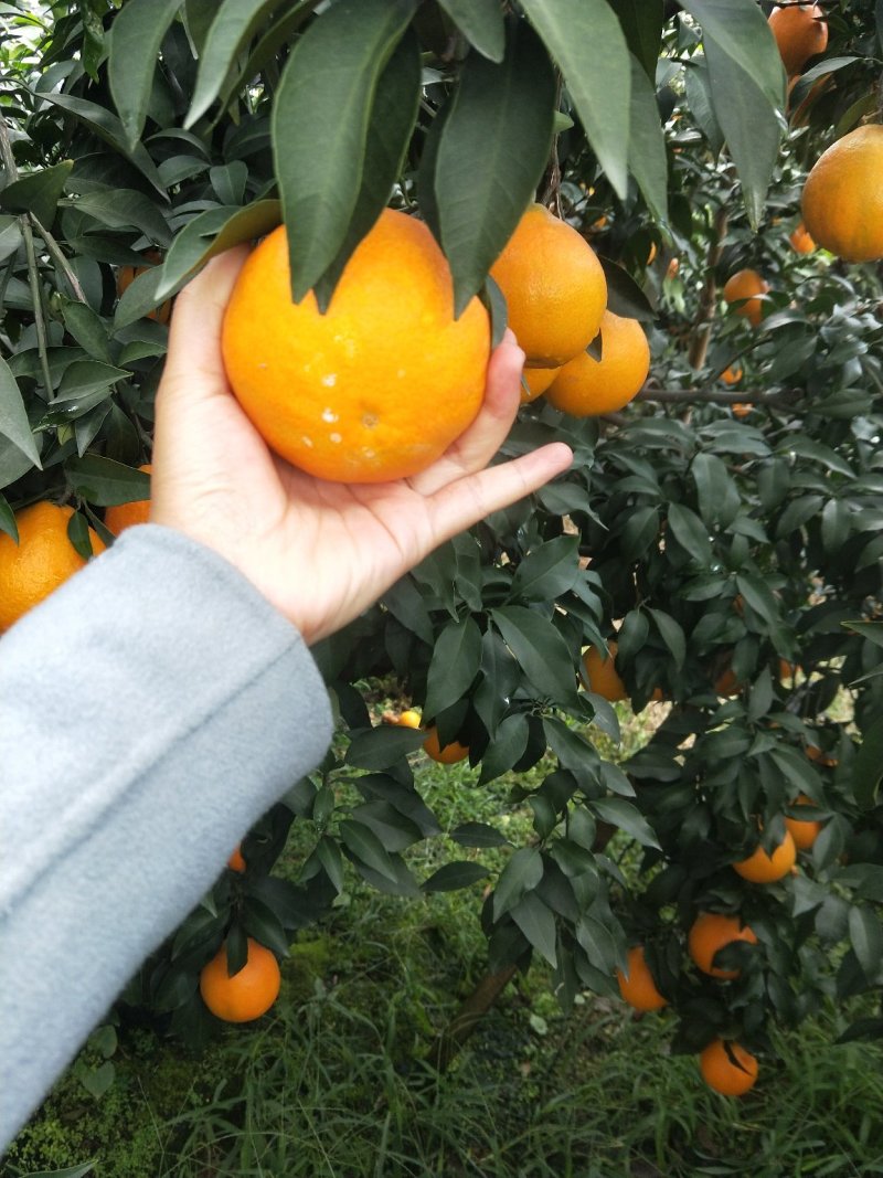 爱媛果冻橙