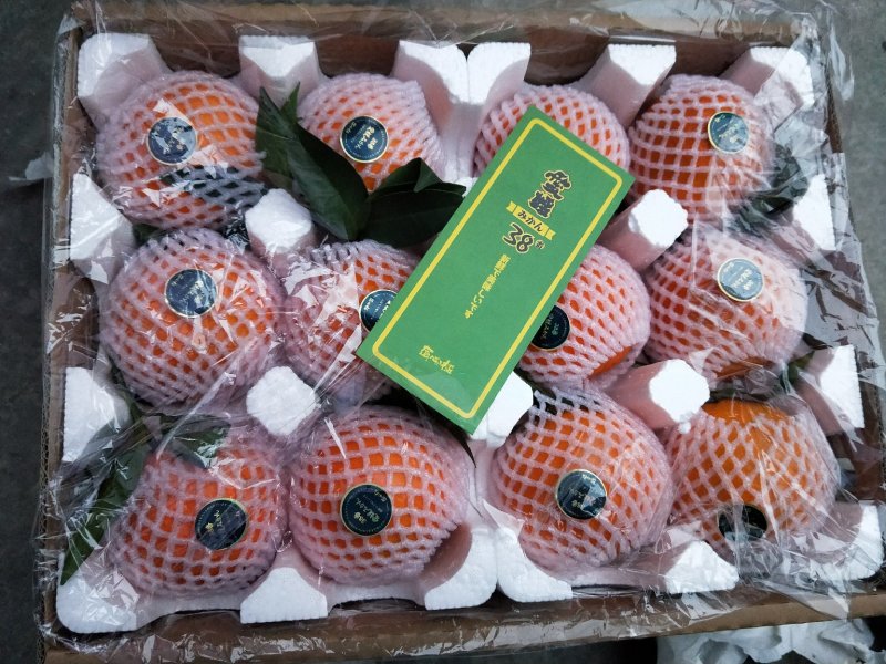 爱媛果冻橙