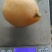 水果蒙自枇杷_解放钟枇杷中果至大果