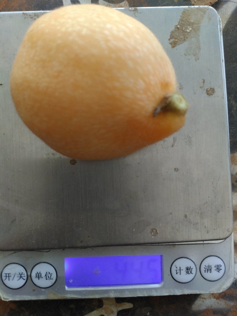 水果蒙自枇杷_解放钟枇杷中果至大果