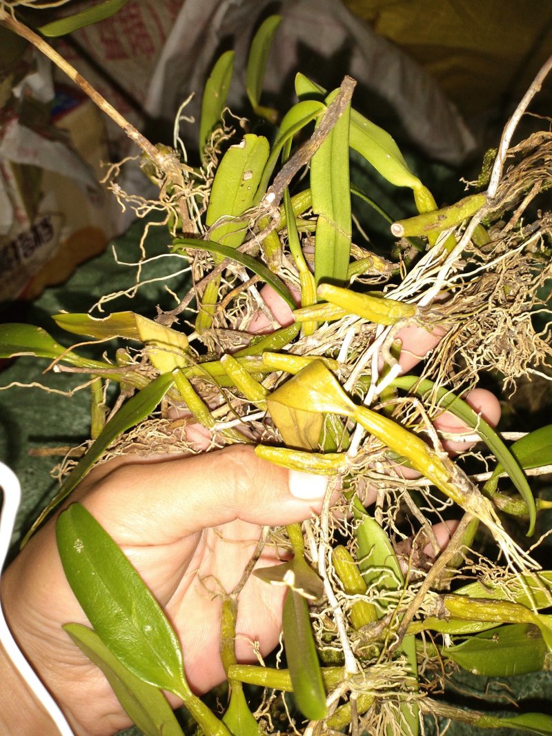 石橄榄单叶中小果石橄榄可预订