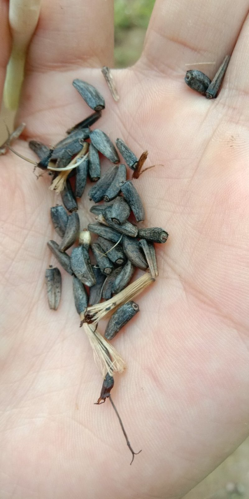 优质云木香种子木香种苗新种籽干净饱满成熟好高出芽率