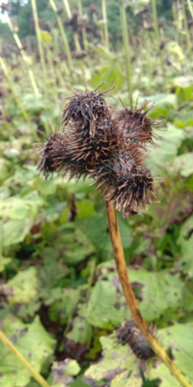 优质云木香种子木香种苗新种籽干净饱满成熟好高出芽率