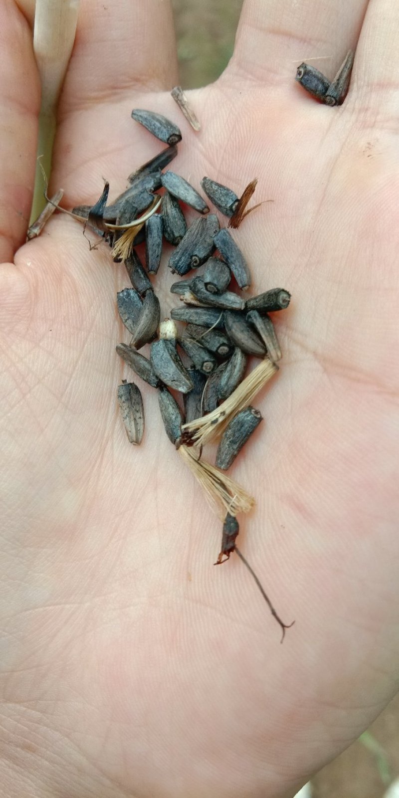 优质云木香种子木香种苗新种籽干净饱满成熟好高出芽率