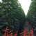 杂交金丝楸树
