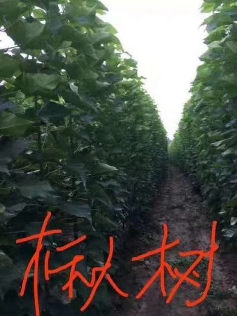 杂交金丝楸树