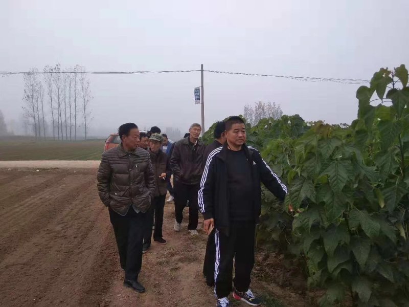 杂交金丝楸树