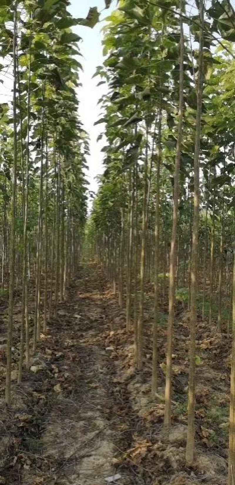 杂交金丝楸树