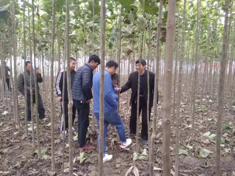 杂交金丝楸树