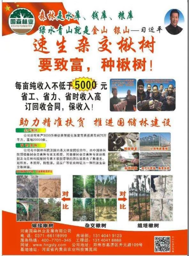 杂交金丝楸树