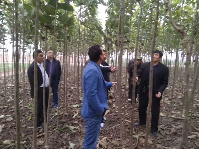 杂交金丝楸树