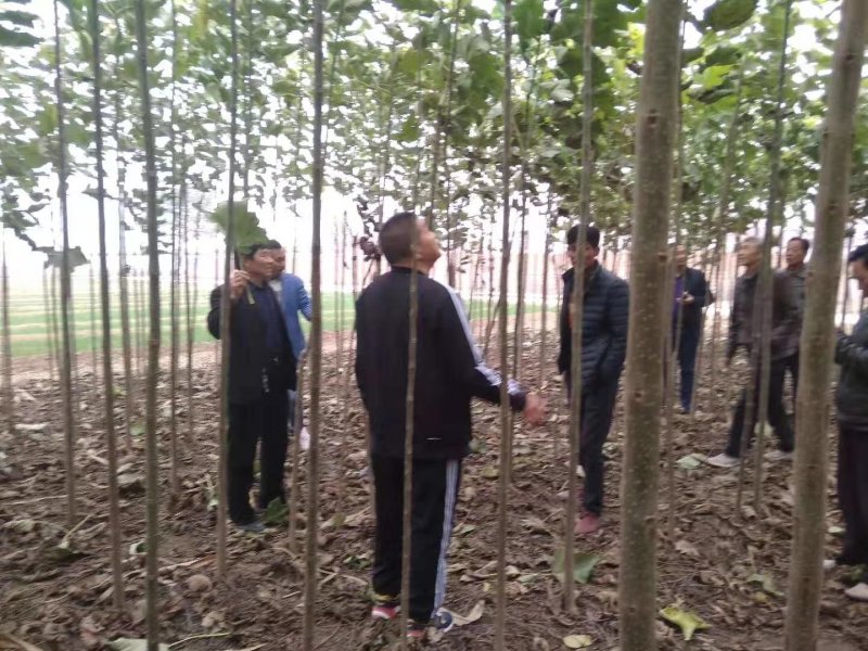 杂交金丝楸树