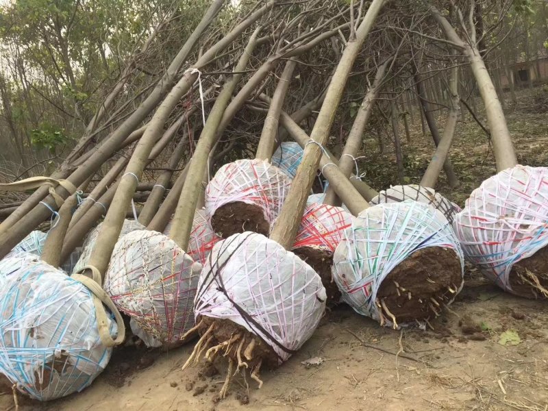 杂交金丝楸树