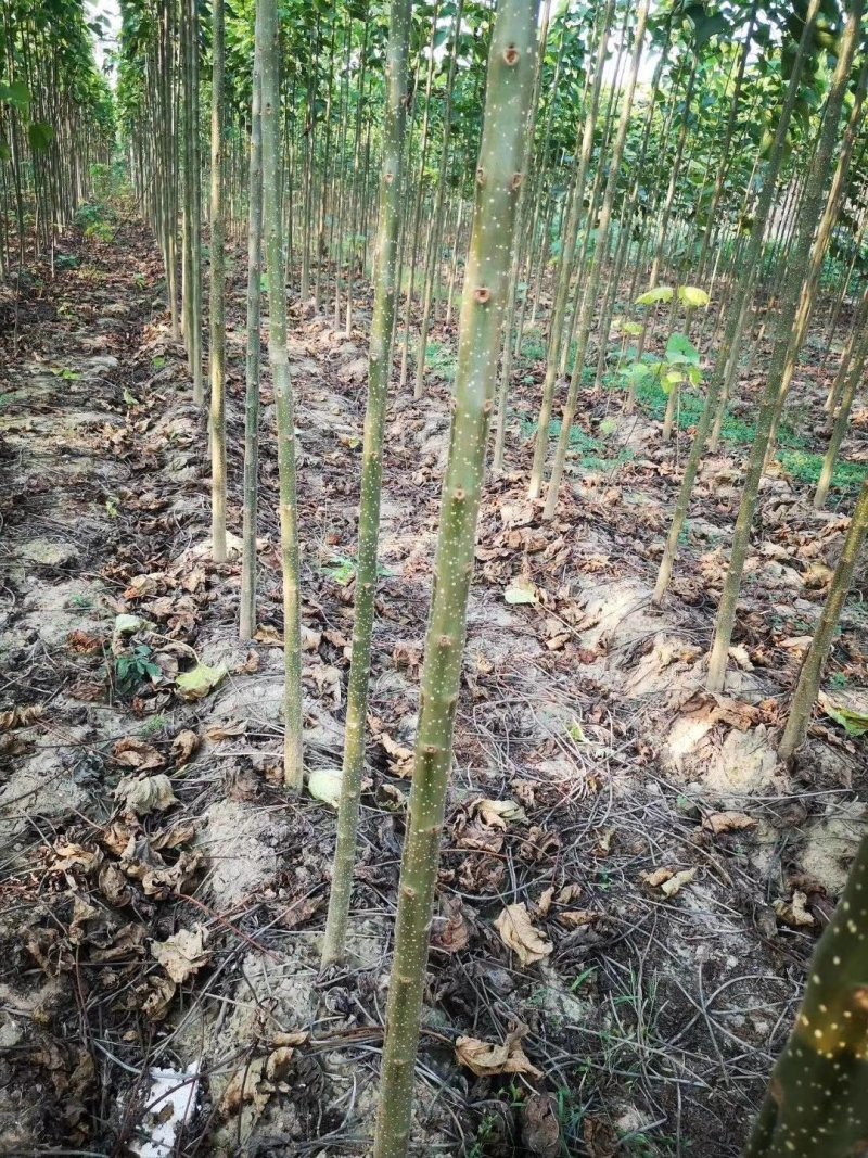 杂交金丝楸树