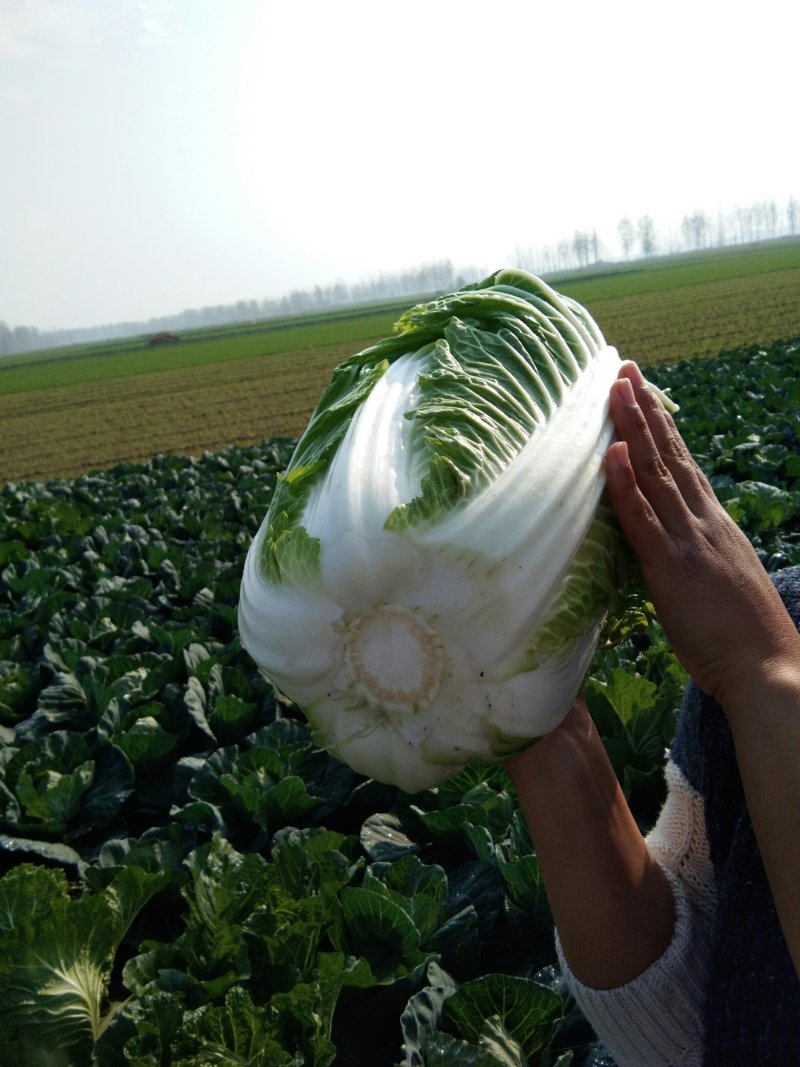 苏北地区精品义和秋大白菜大量供应中！欢迎客商前来采购！