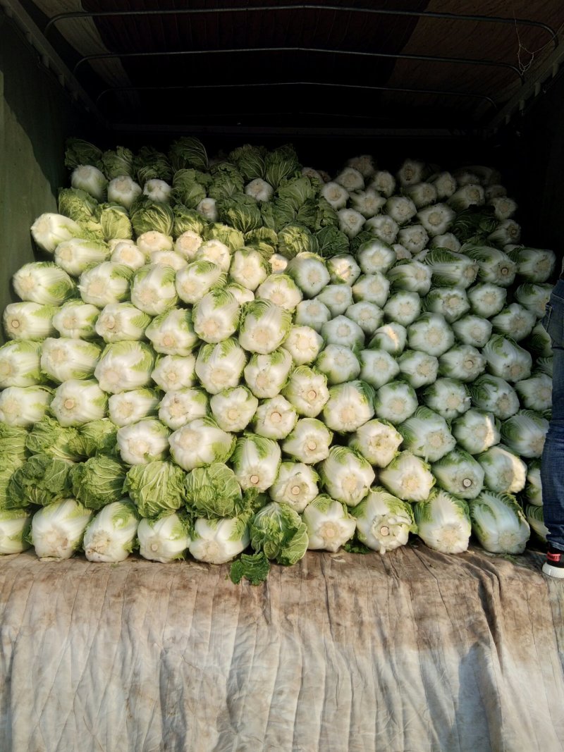 苏北地区精品义和秋大白菜大量供应中！欢迎客商前来采购！