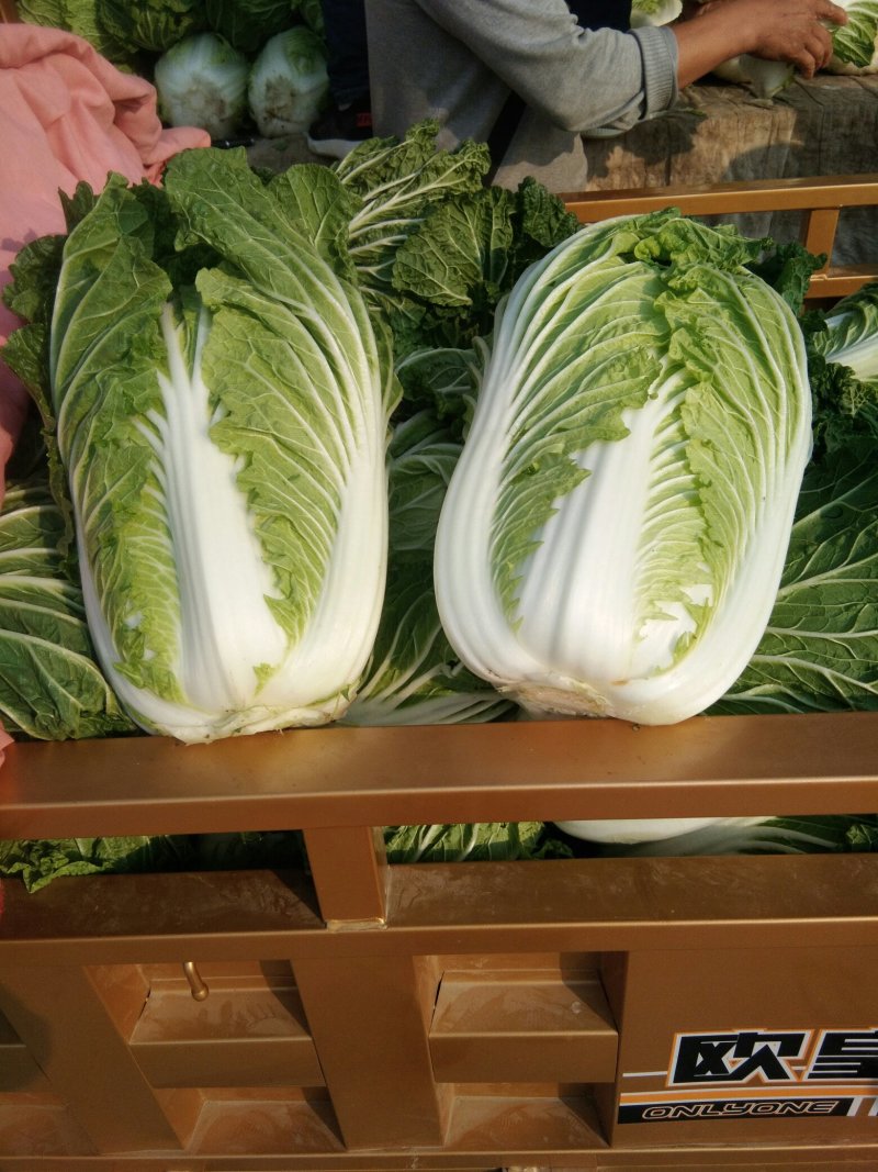 苏北地区精品义和秋大白菜大量供应中！欢迎客商前来采购！